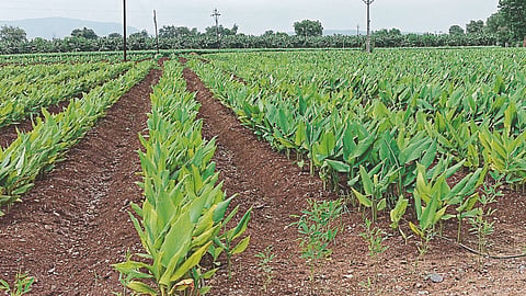 Turmeric Processing