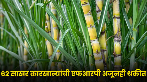 Sugarcane 