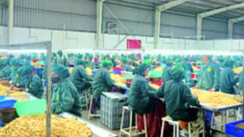 Sahyadri Farms 