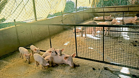 Pig Farming 