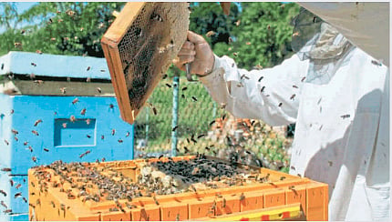 Honey Production