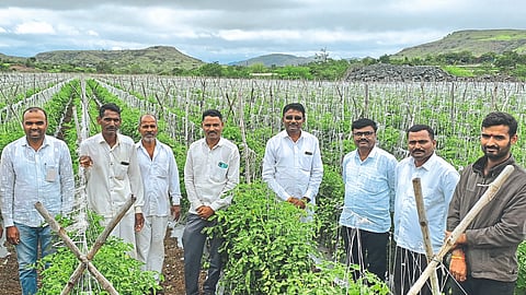 Tomato Farming