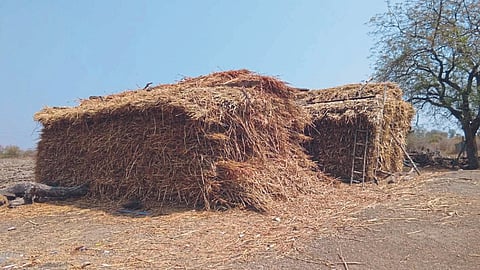 Fodder