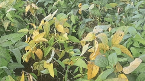Soybean Disease