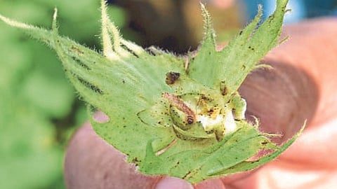 Cotton Bollworm 
