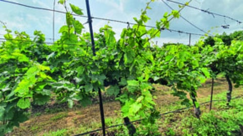 Soil Health