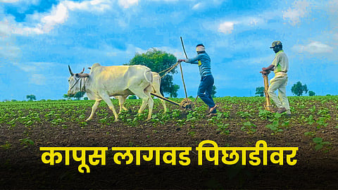 Cotton Sowing 