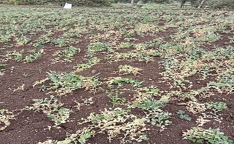 Kharif crop