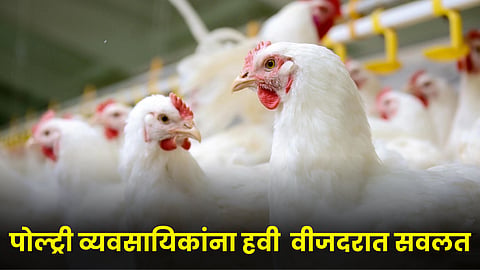 Poultry 