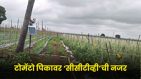 Tomato Crop