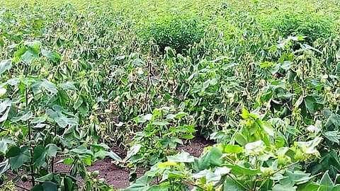 Cotton Disease 