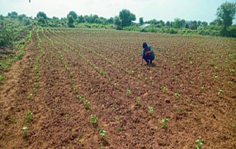 Kharif Crop