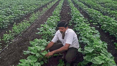 Cotton Sowing 