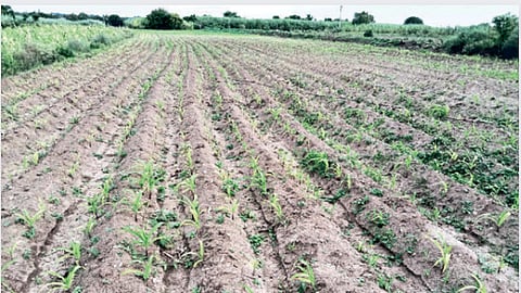 Crop Damage