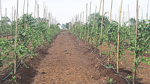 Grape Management
