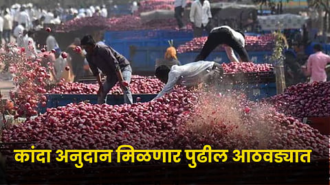 Onion Subsidy 