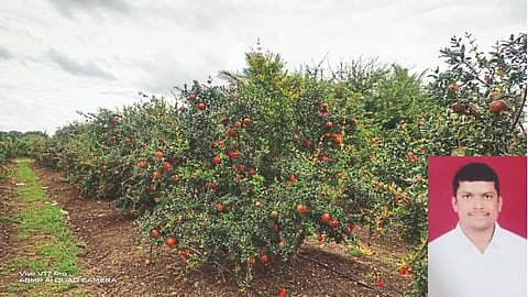 Fruit Farming 
