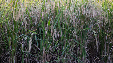 Crops