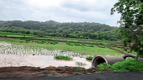 Paddy Crop Damage