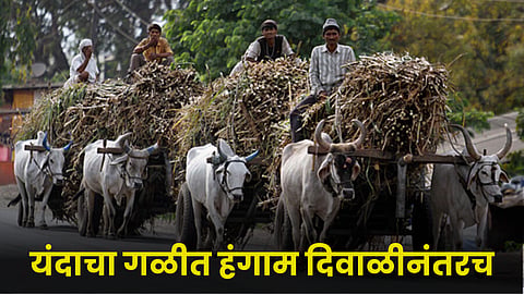 Sugarcane Season 