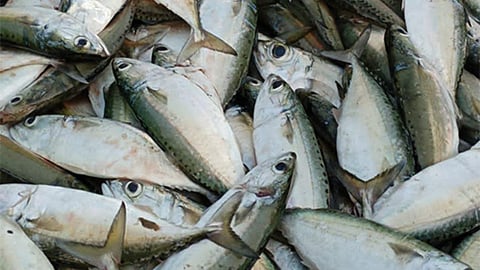 Fish