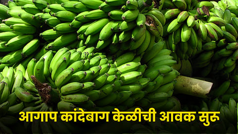 Banana Market