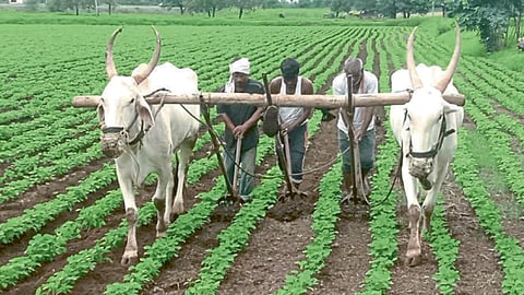 Kharif Season
