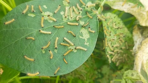 Soybean Pest