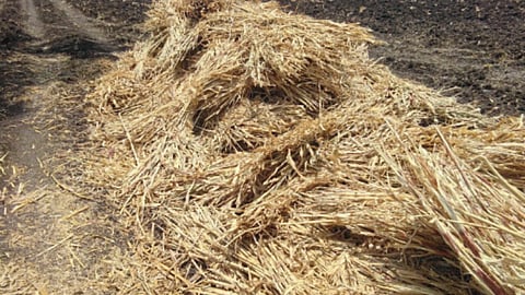 Dry Fodder