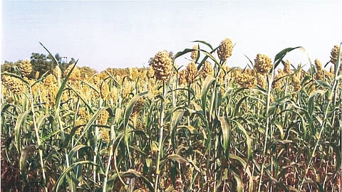 Rabbi Jowar Variety
