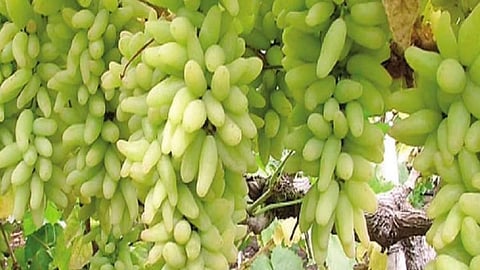 Sangli Grapes News