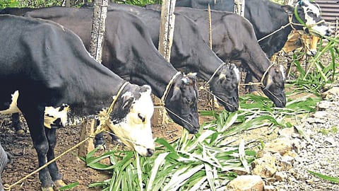 Fodder Shortage 
