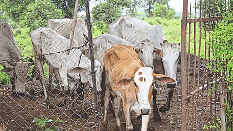 Desi Cow Rearing : जनावरांच्या माध्यमातून केला आर्थिक उत्पन्नाचा पाया भक्‍कम