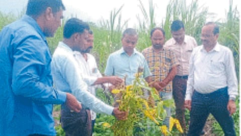 Crop Damage : नुकसानग्रस्त सोयाबीनची कृषी संचालकांकडून पाहणी