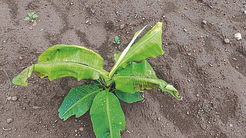 Banana CMV