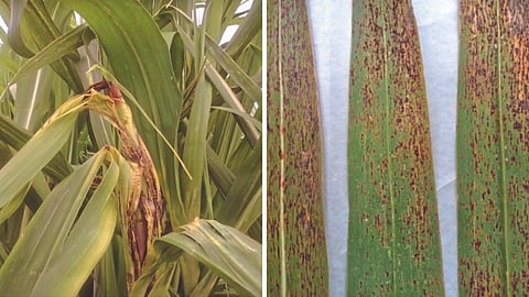 Sugarcane Disease 