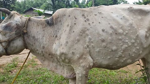 Lumpy Disease Maharashtra