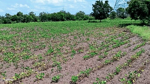 Kharif Crop