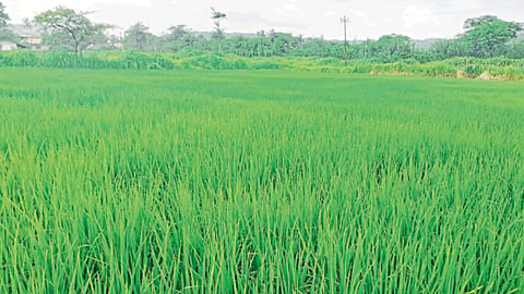 Paddy