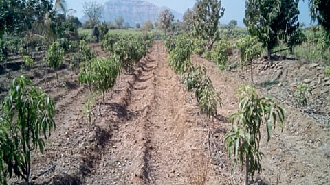 Crop Protection : ‘एकात्मिक फलोत्पादन’मधून फळबागांचे पुनरुज्जीवन