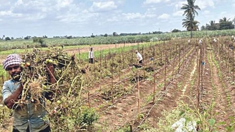 Tomato Rate