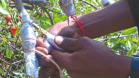 Pomegranate Cultivation