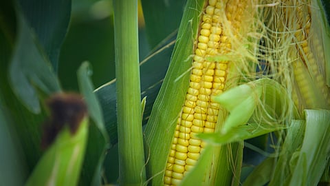 Maize