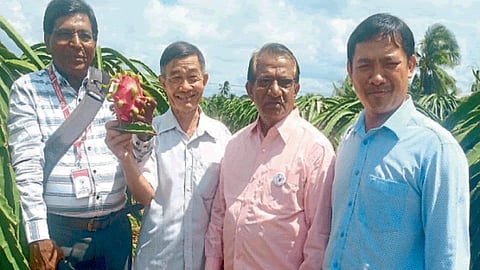 Dragon Fruit Farming 