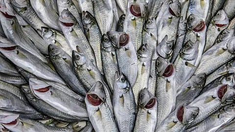 Kanat Fish