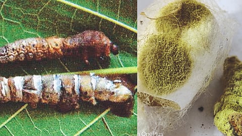 Silk Farming