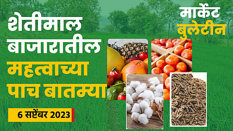 Agrowon podcast : आल्याला प्रतिक्विंटल १२ हजार ते १३ हजार रुपयांचा भाव 