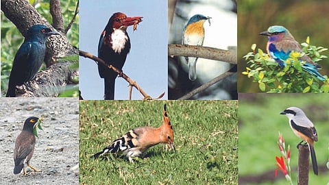 Integrated Pest Management 
