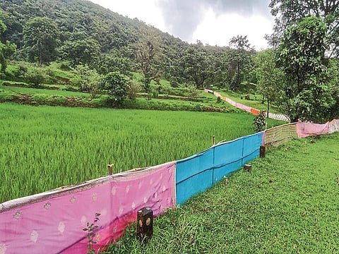 Crop protection