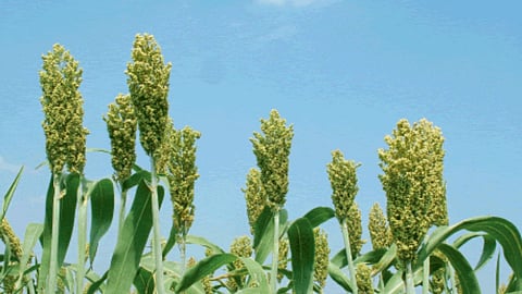 Jowar